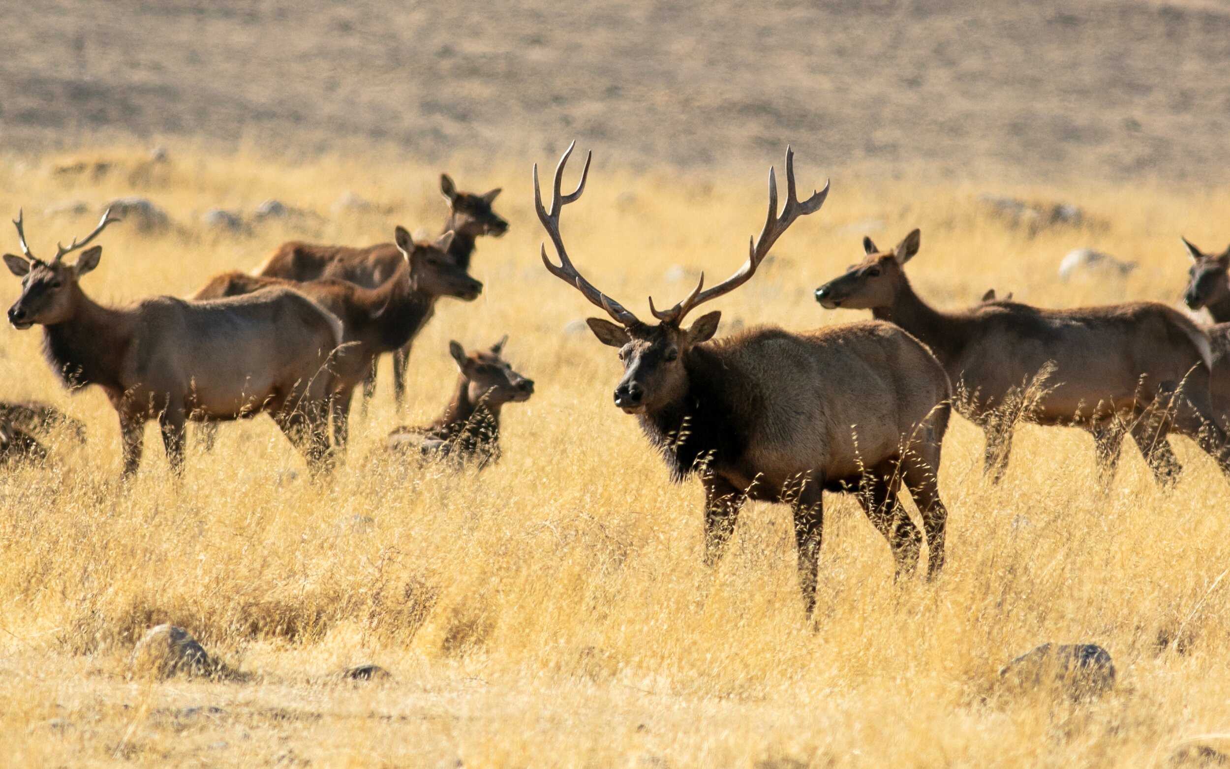 Tule elk at Wind Wolves Preserve / photo by Gary Peplow