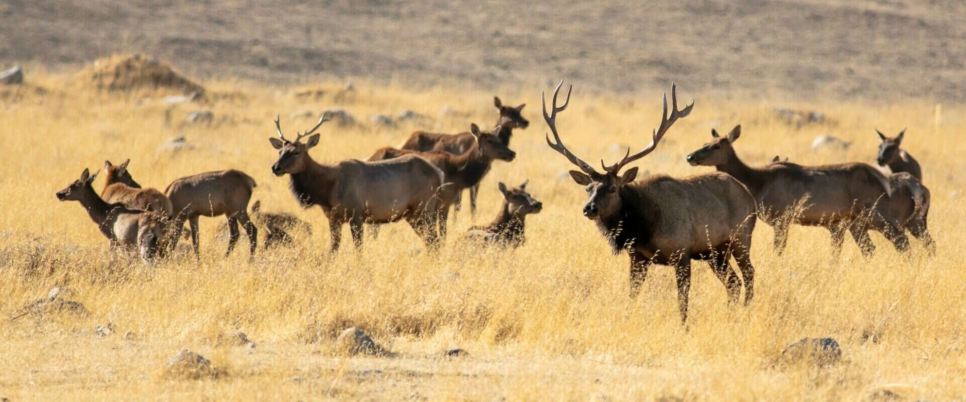 2022-Elk-Count_Wind-Wolves_GaryPeplow-28