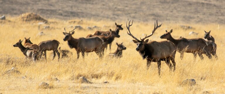 Wildlands Conservancy Wildlife Scene