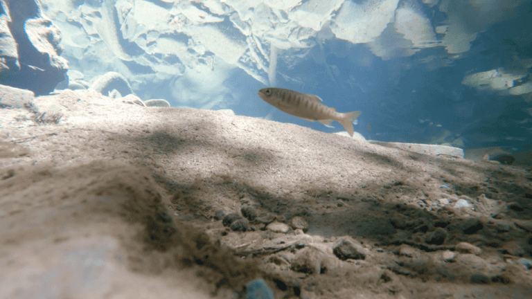 2025.06.18_Coho_MS-Russian-Gulch