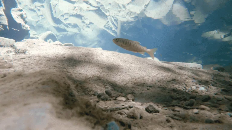 Freshwater Fish in Clear Lake