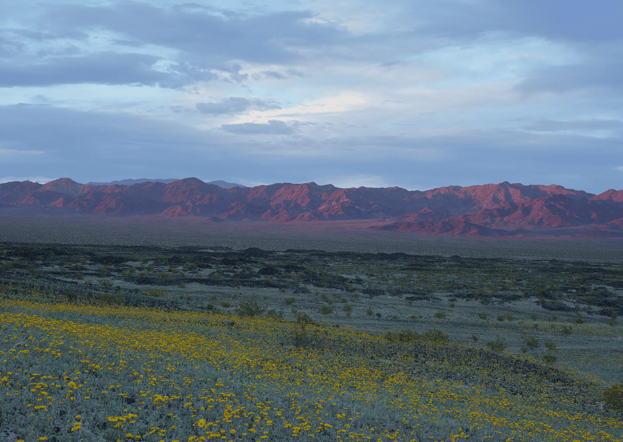 Scenic desert landscape with yellow wildflowers and red mountains under a cloudy sky.