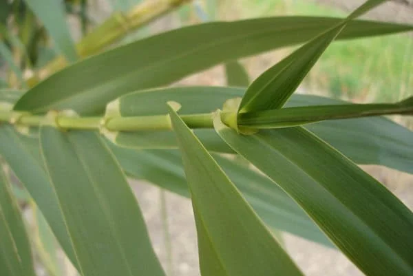The Wildlands Conservancy &ndash; Green Plant Leaves