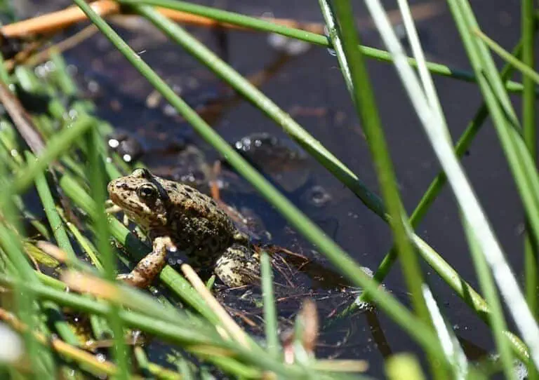 Wildlands Conservancy Frog in Wetland