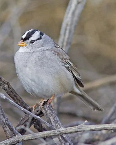 American Tree Sparrow in Natural Habitat
