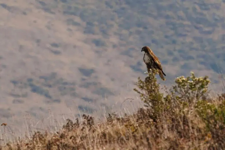 Wildlands Conservancy Bird in Nature