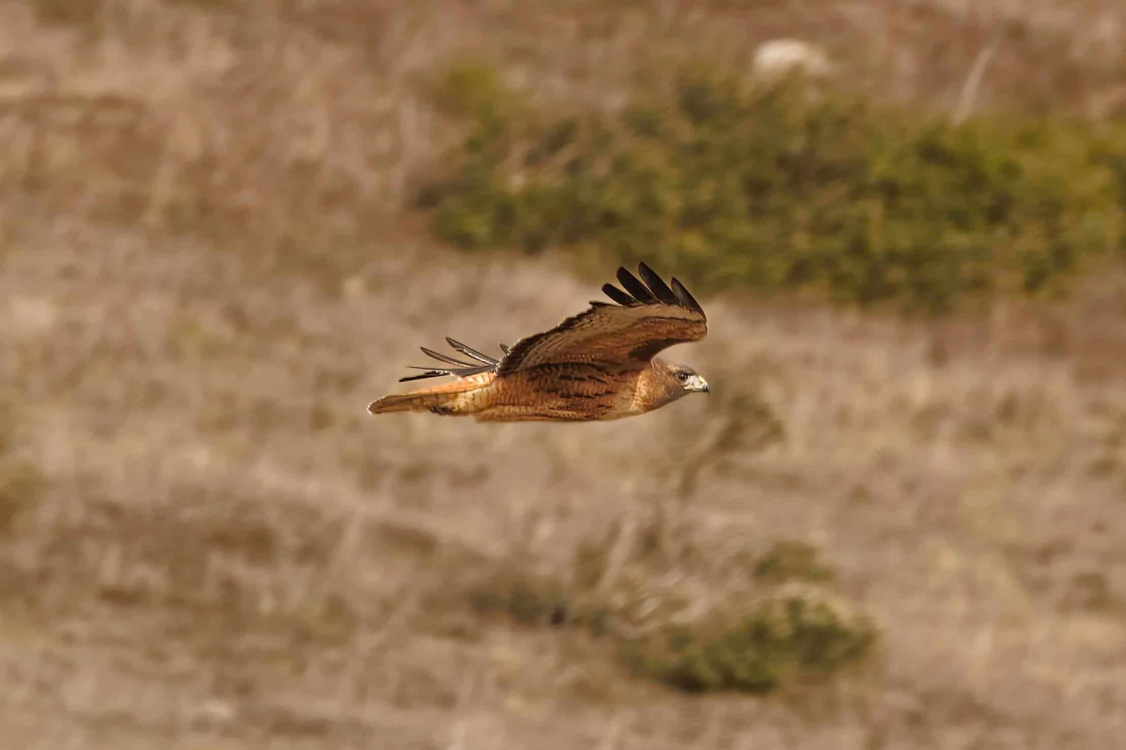   Raptor in flight at Jenner Headlands Preserve&nbsp; |&nbsp; photo by Adrian Johnson  