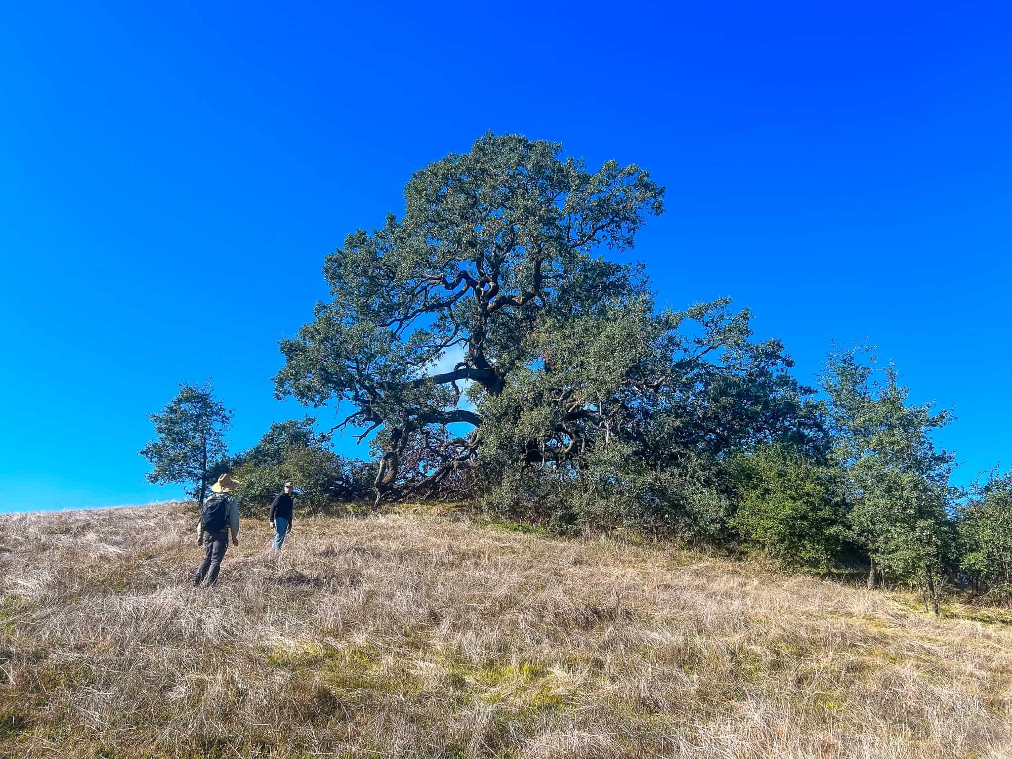   A mature Engelmann oak that acorns were collected from in 2023 |&nbsp;Photo by Zach Kantor-Anaya  