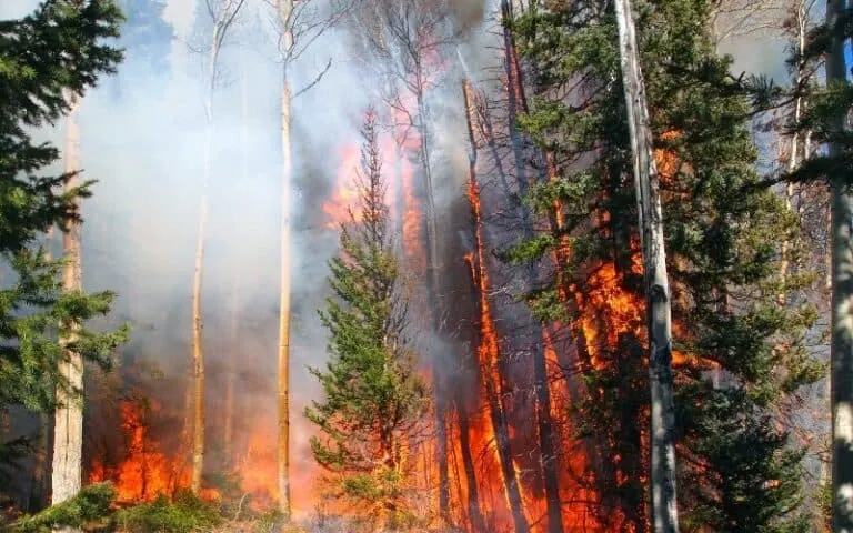 Wildlands Conservancy Forest Fire