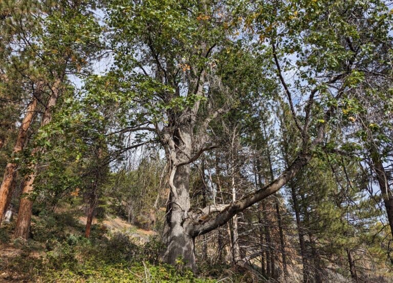 OakRestoration&mdash;BVHP