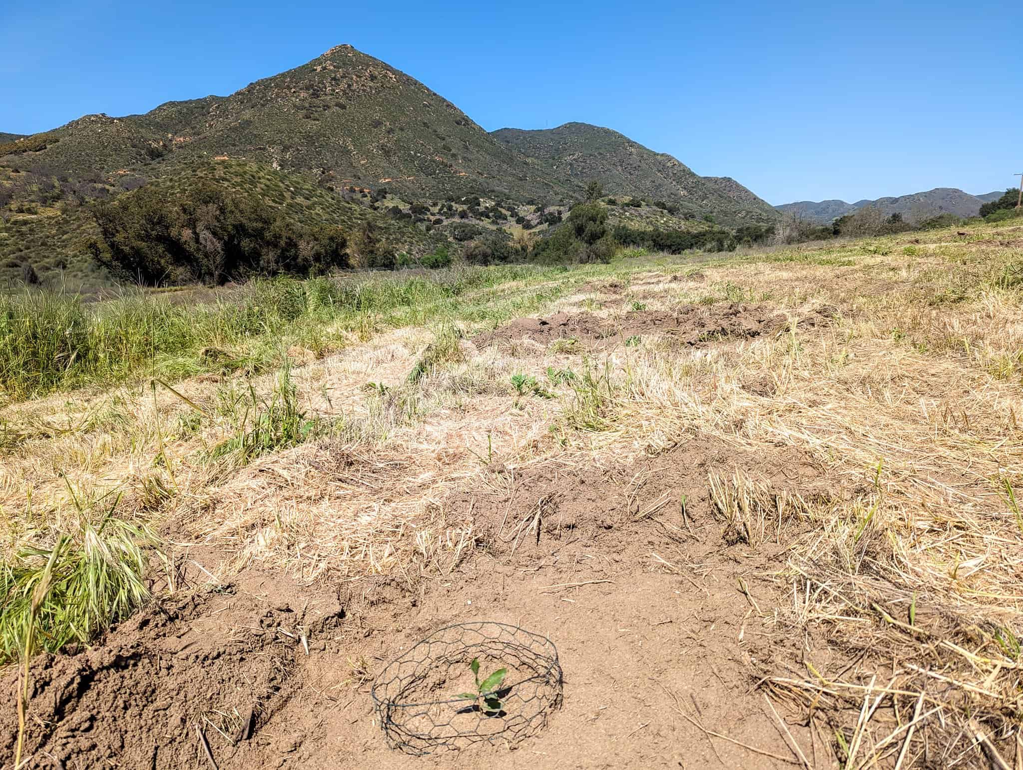   Engelmann Oak sapling planted at SMRTP in January of 2024 |&nbsp; Photo by Zach Kantor-Anaya  