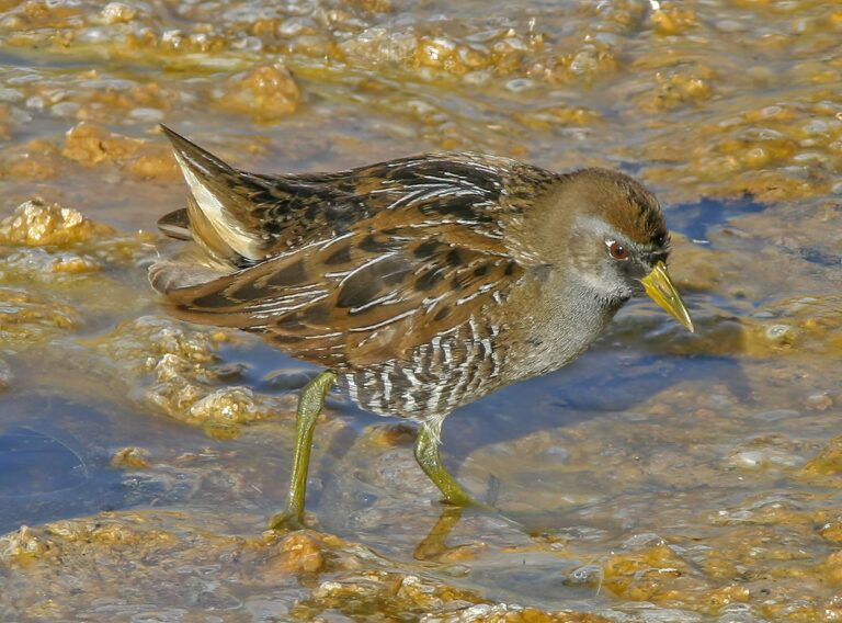 SORA-011006-near-Niland-e_Topaz