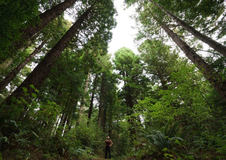 SeawoodCape_Trees_People_JT
