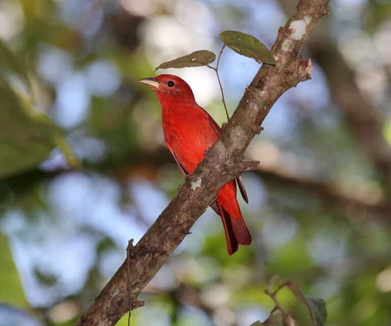 Summer_Tanager