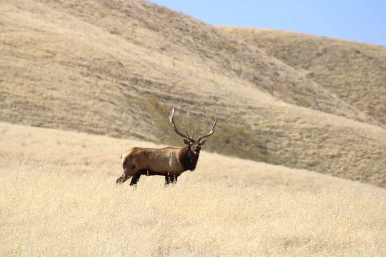 Majestic Elk in Open Grassland