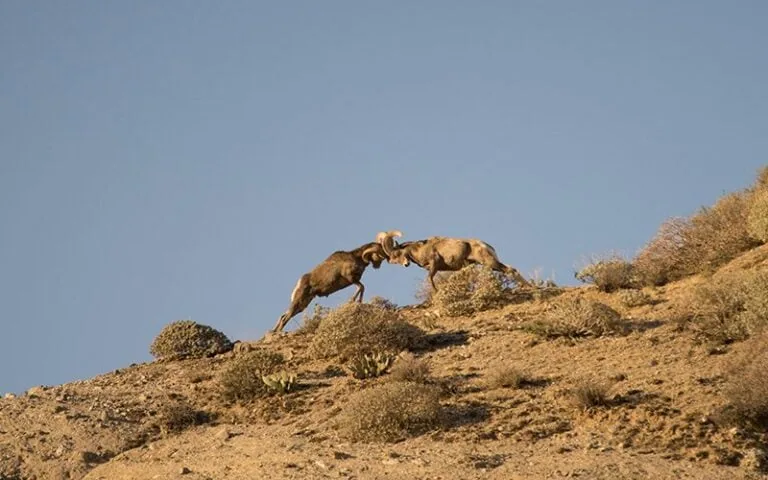 Two mountain goats fighting on a rocky hillside under a clear blue sky.