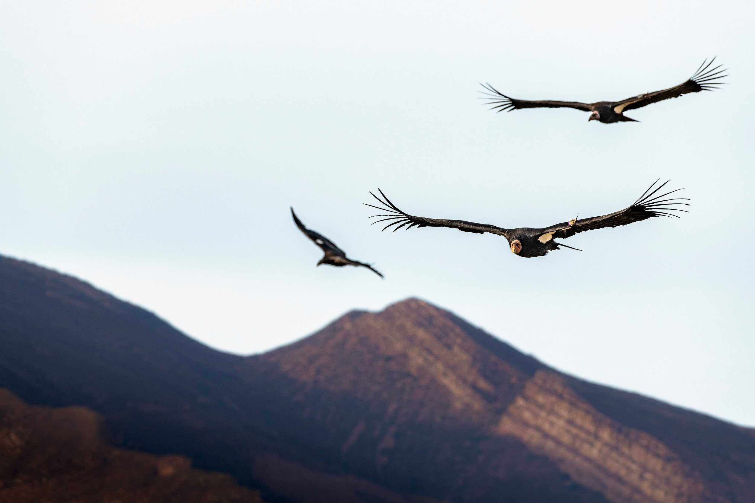   California condors seen soaring above the project area and wildflowers abound in the Sespe foothills. Photo by Devlin Gandy.  