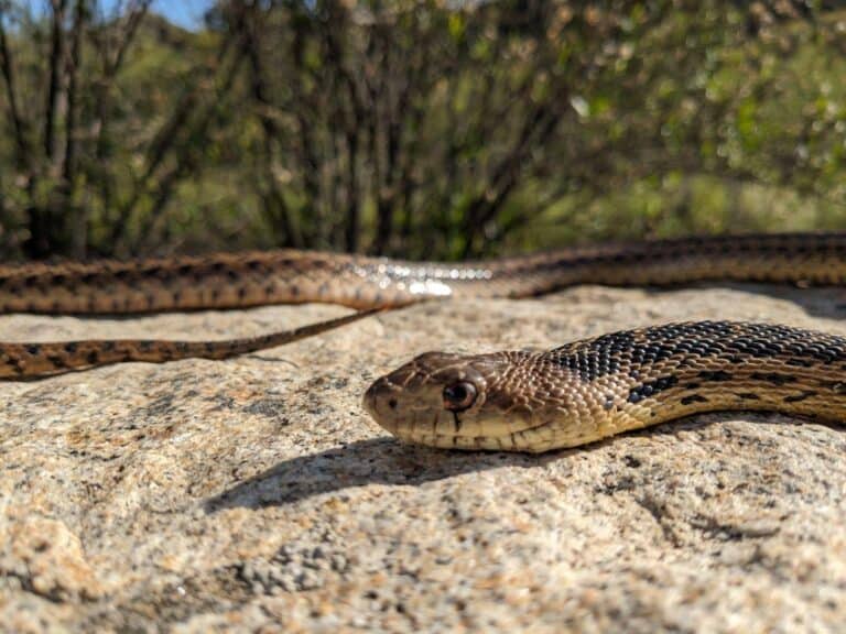 gophersnake.Ryan.Orr
