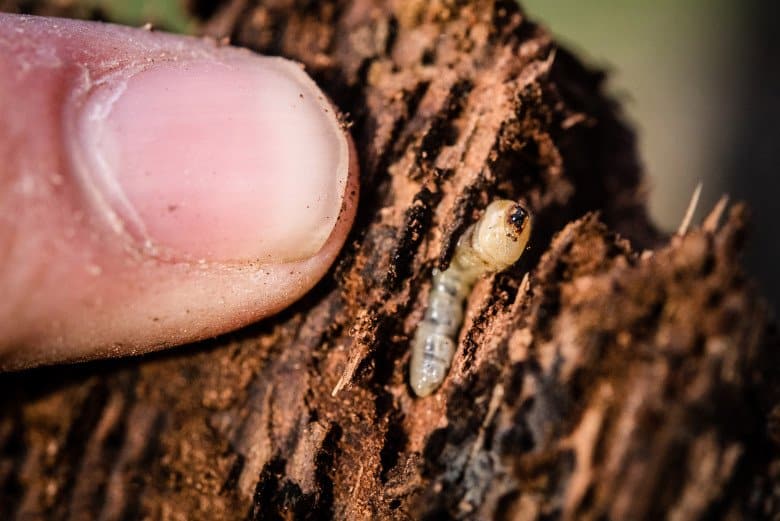   GSOB grub burrowed in oak |&nbsp; Photo by The Wildlands Conservancy Staff  