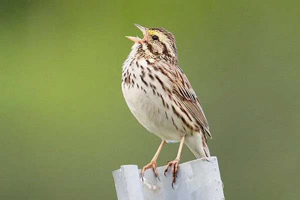 Savannah sparrow ย / photo by Wikimedia Commons