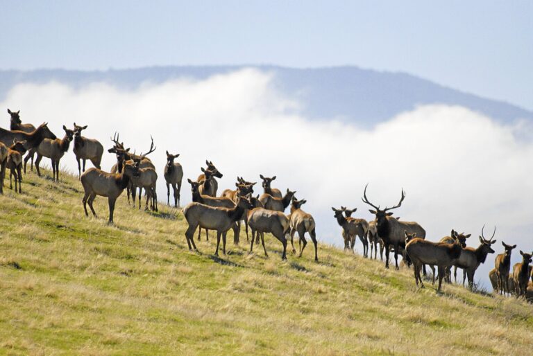 wwp_tuleelkherd