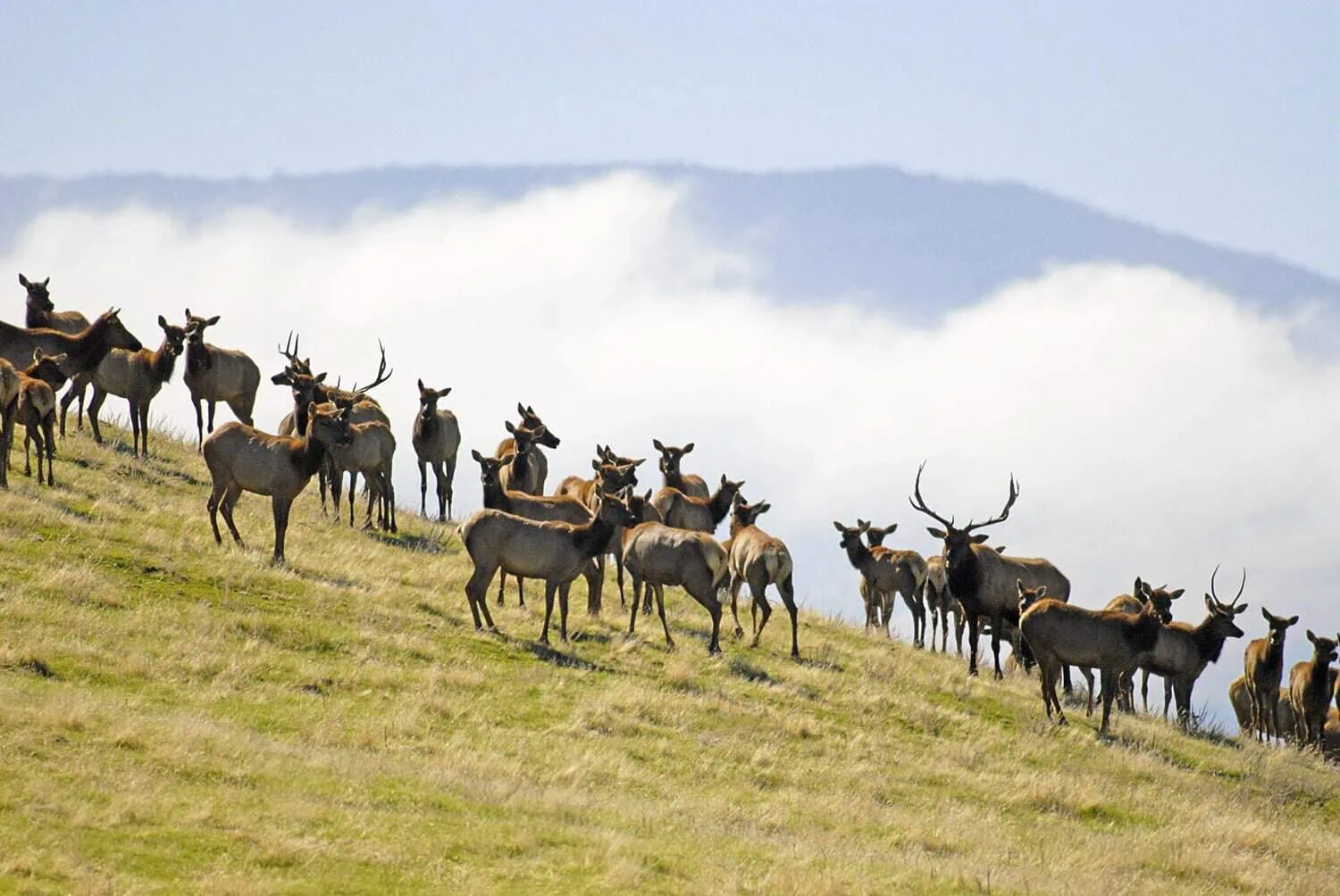 Tule elk at Wind Wolves Preserve / photo by Melissa Dabulamanzi