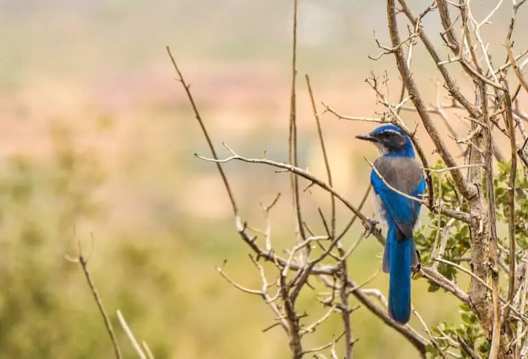 Bluebird perched on a branch in Pioneertown Mountains Preserve.