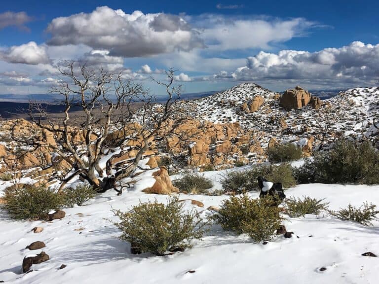 Snow-covered desert landscape with rocky formations and sparse vegetation.