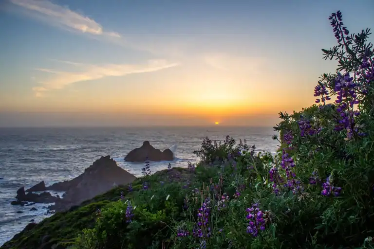 SeawoodLupinSunset1