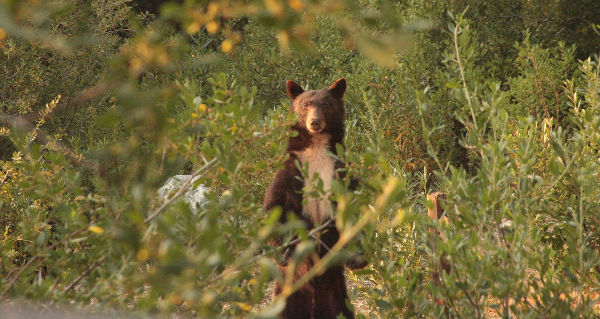 san-bernardino-mountains-bearpaw-reserve-wildlife-bear