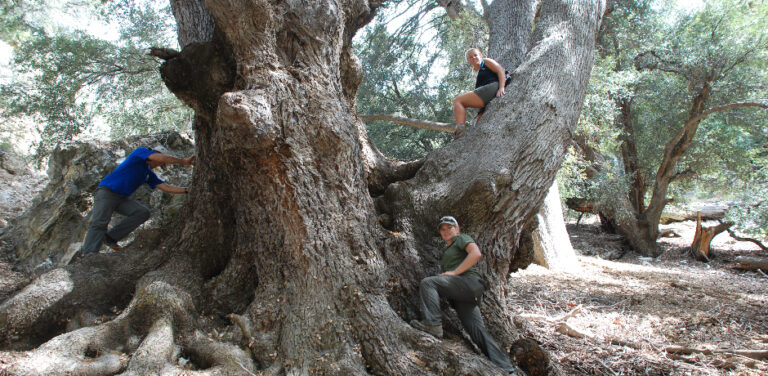 san-bernardino-mountains-champion-oak
