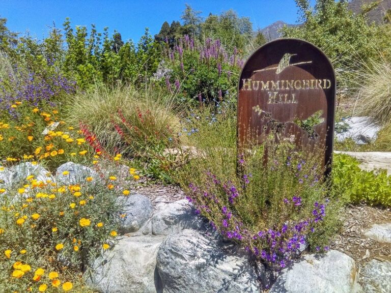 san-bernardino-mountains-ogp-garden