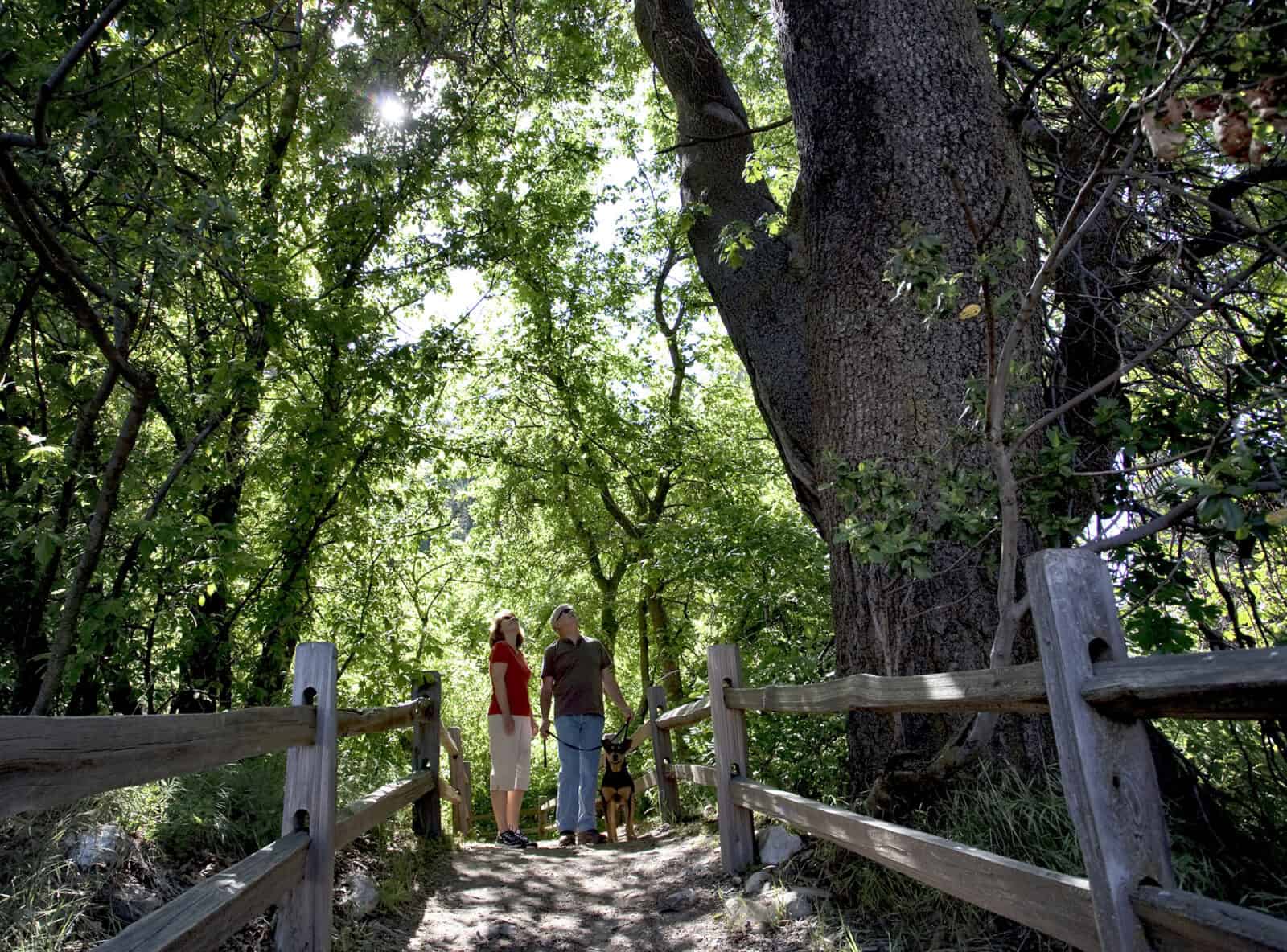 Visitors walking on a forest trail with a dog under large trees at Wildlands Conservancy.