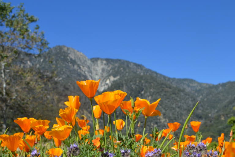 san-bernardino-mountains-ogp-wildflowers-emora