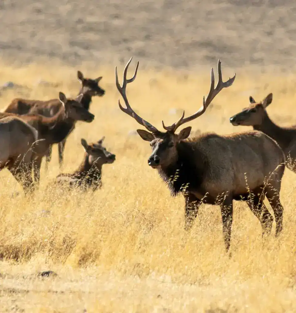 2022-Elk-Count_Wind-Wolves_GaryPeplow-27 (1)