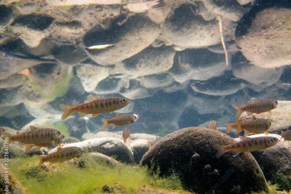 A Safe Haven in Siskiyou County: Expanding Beaver Valley Headwaters Preserve