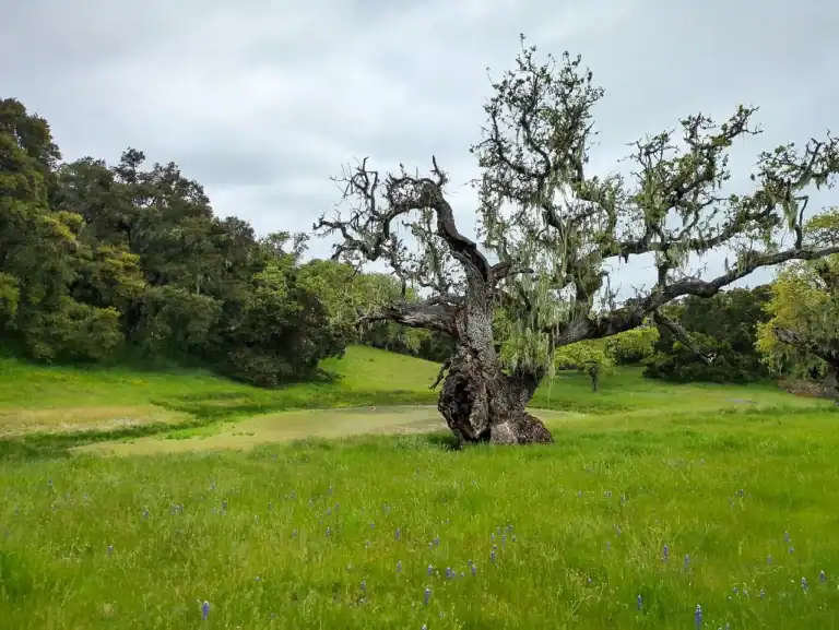 Ancient Oak Tree at Tularcitos Creek