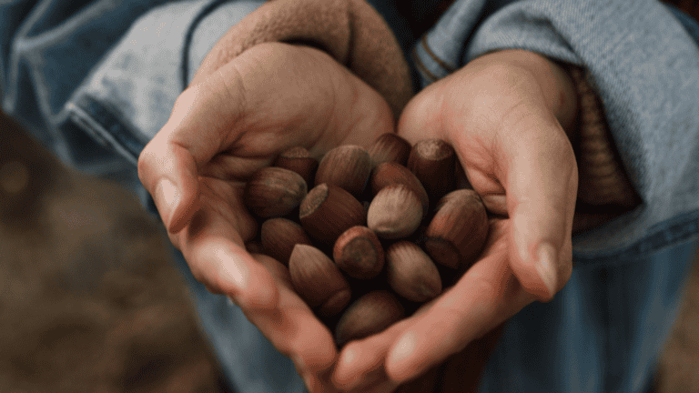 Acorn