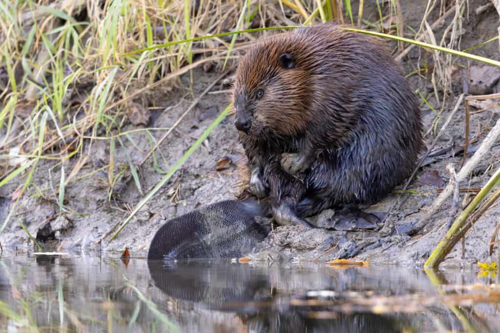 North American Beaver