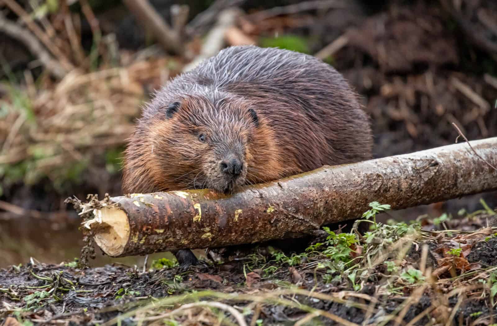 Beaver resting on a log in a wetland habitat, natural environment, wildlife conservation.