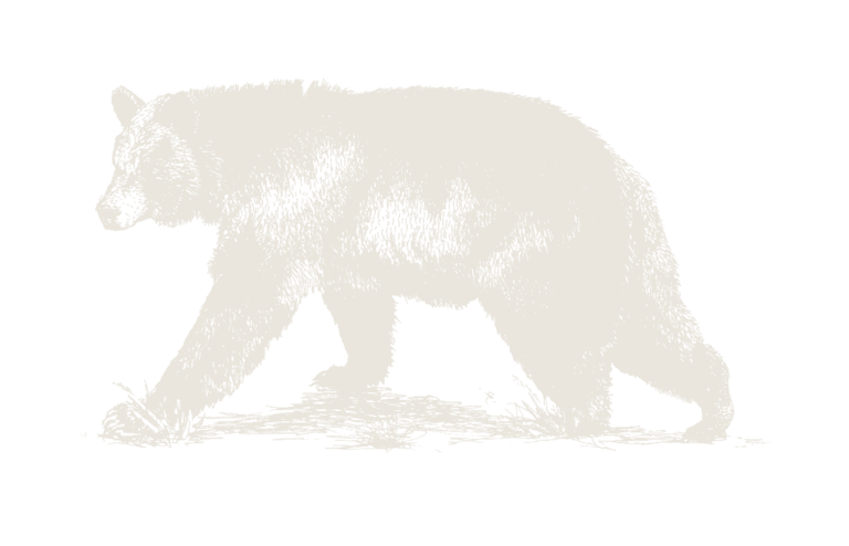 black-bear-ink-drawing-left-stone