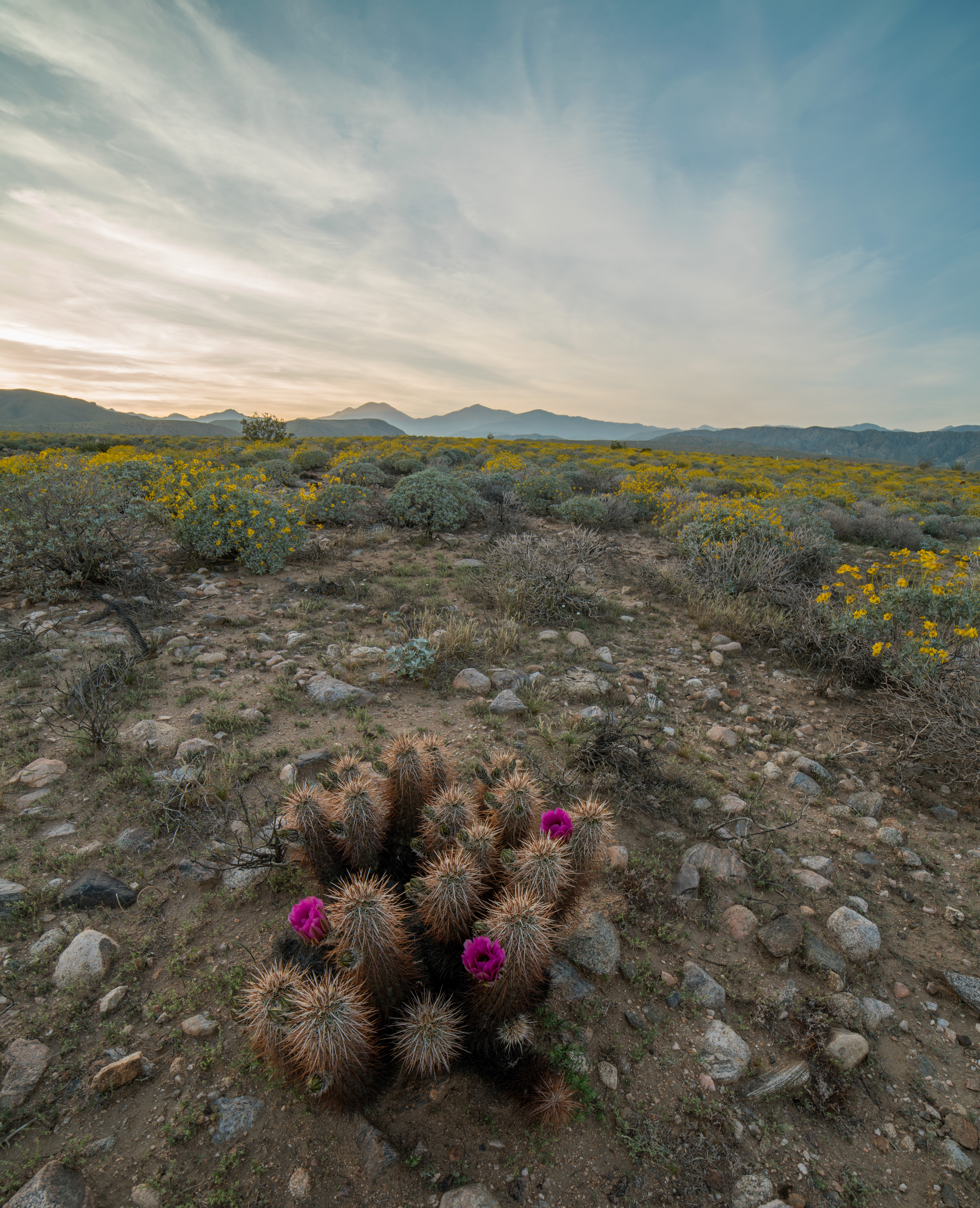 ca-desert-mcp-flowers-jthompson-2