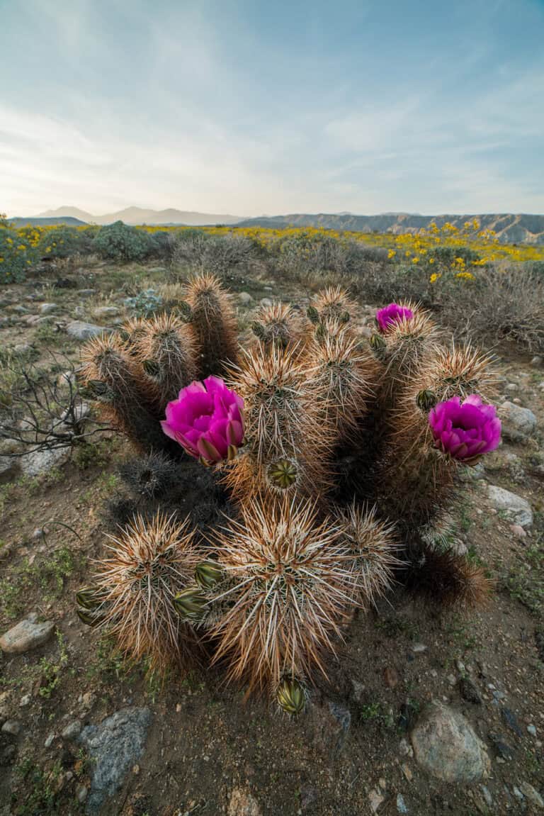 ca-desert-mcp-flowers-jthompson
