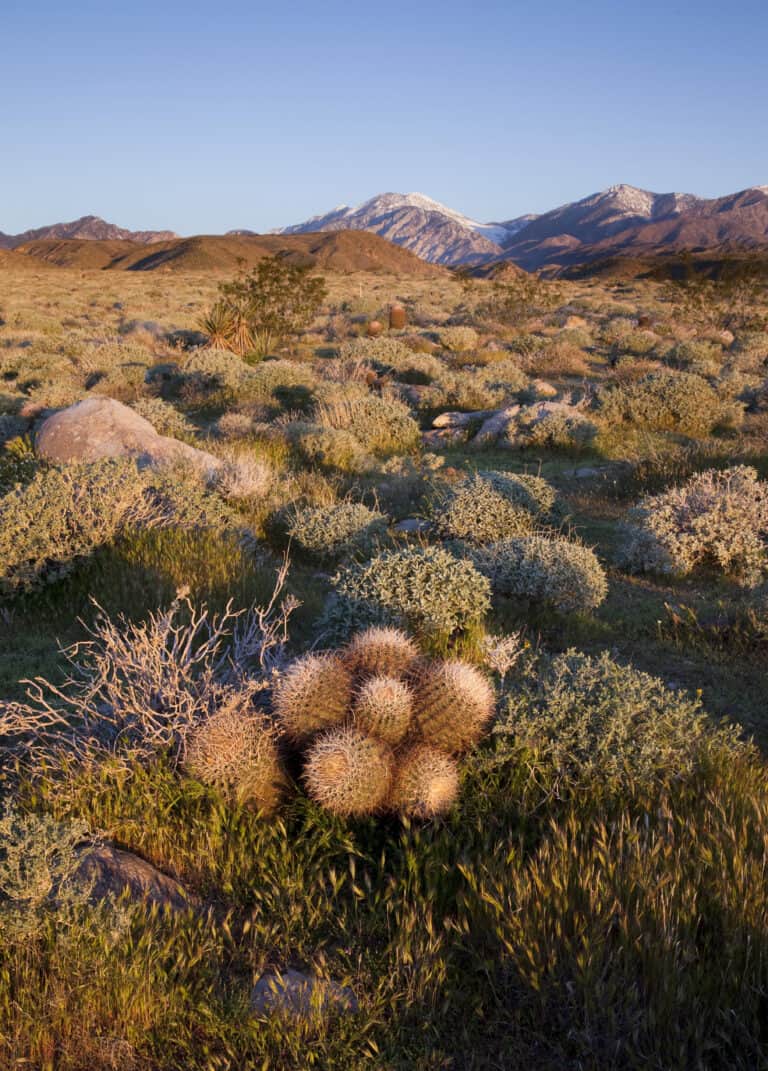 ca-desert-mcp-landscape-jthompson-2