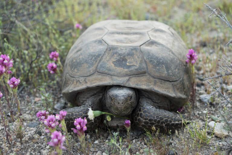 ca-desert-mcp-tortoise-jthompson