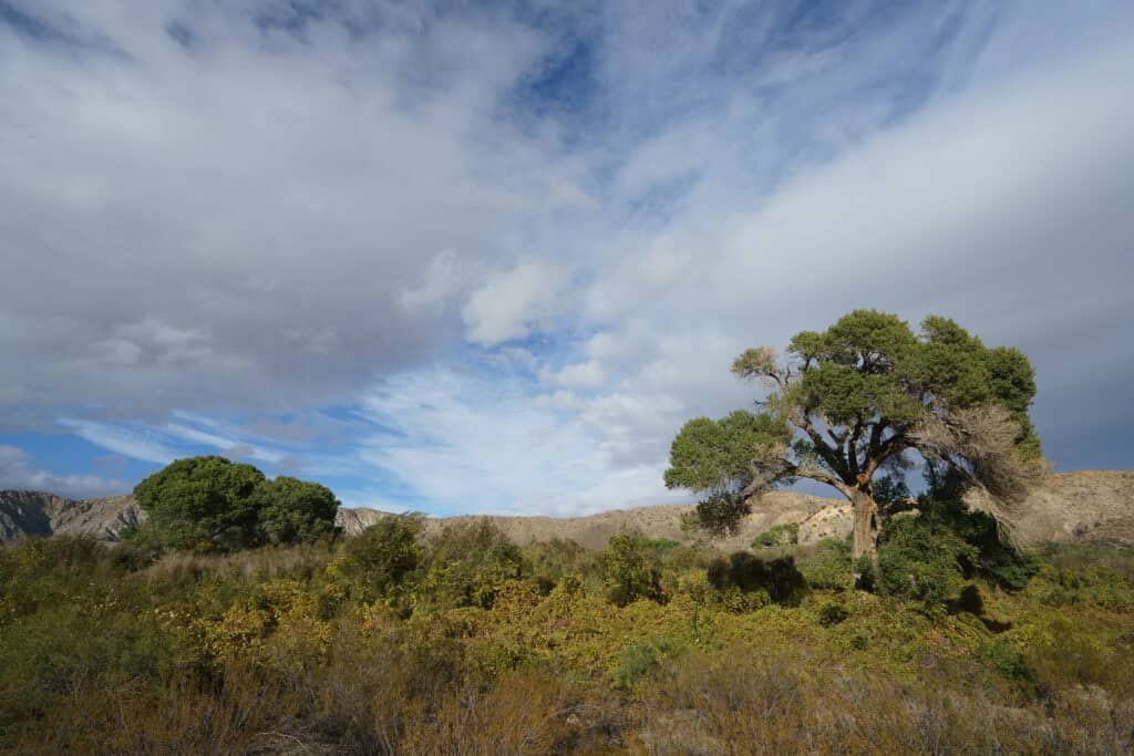 ca-desert-mcp-wetlands-jthompson