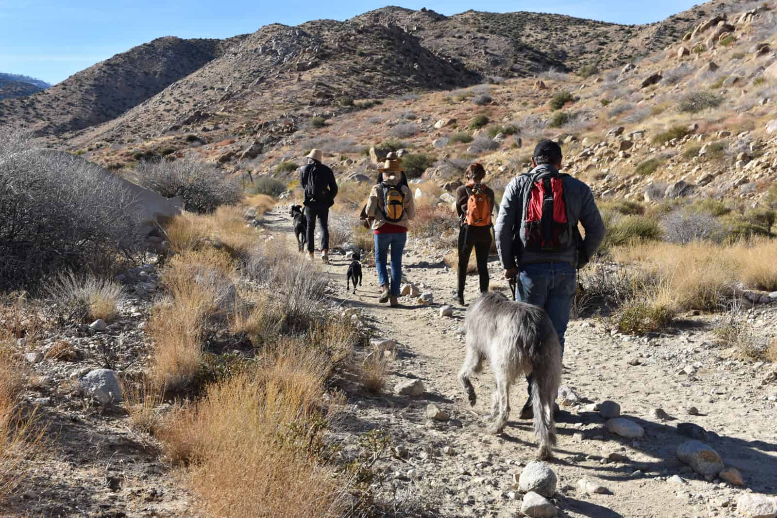 Hikers walking on a trail in a desert landscape with mountains in the background.