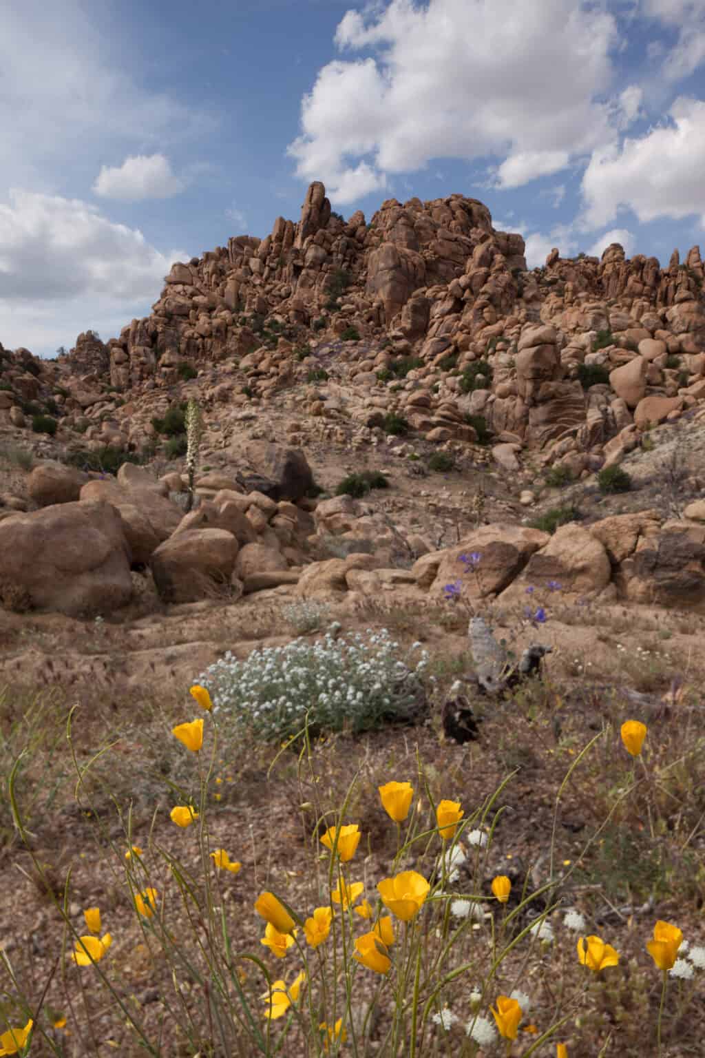 Desert landscape with rocky formations and yellow wildflowers under a partly cloudy sky.