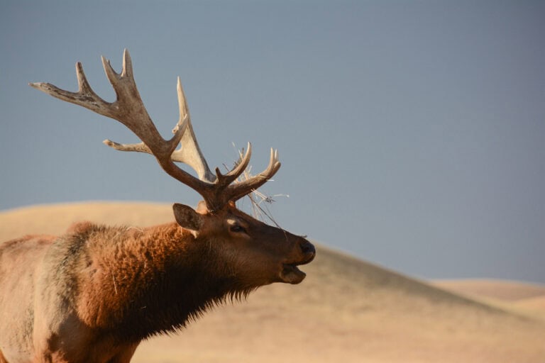 central-coast-ranges-wind-wolves-elk-2013-mdabulamanzi