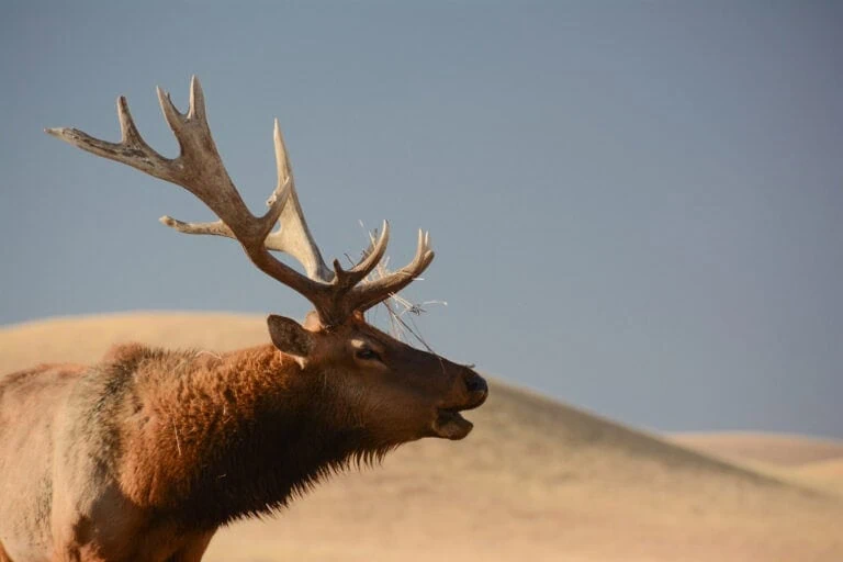 Majestic elk with large antlers in a natural landscape.
